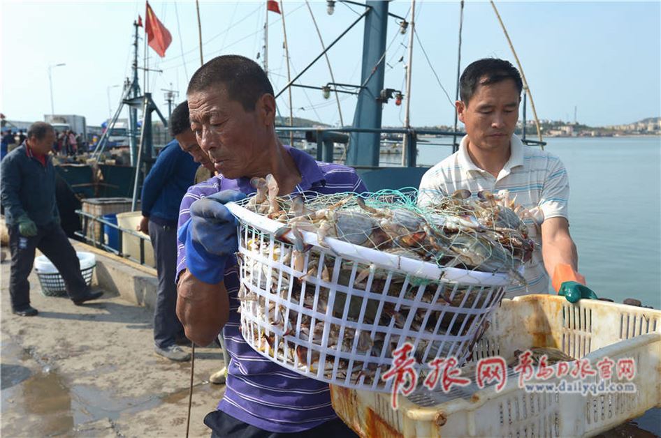 数万斤渔获上岸 青岛螃蟹鲅鱼等海鲜远销各地(图)
