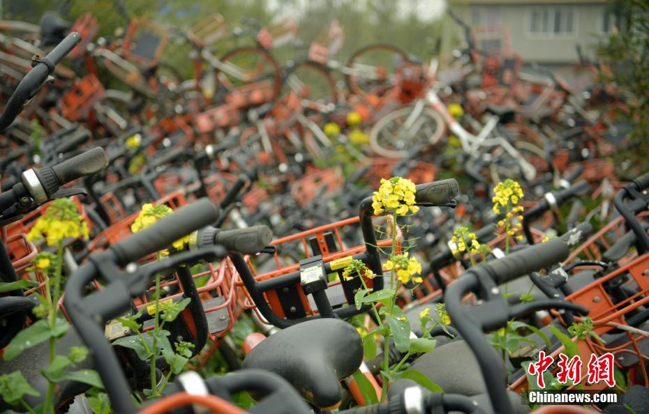 四川乐山上千辆共享单车堆放农田
