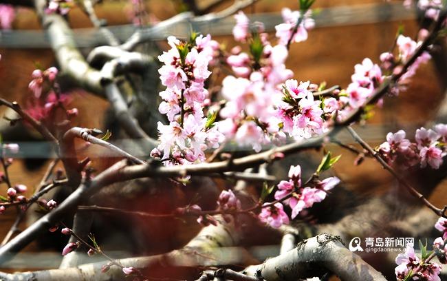 四月桃花开摘朵寄相思青岛赏花攻略收好 青岛新闻网