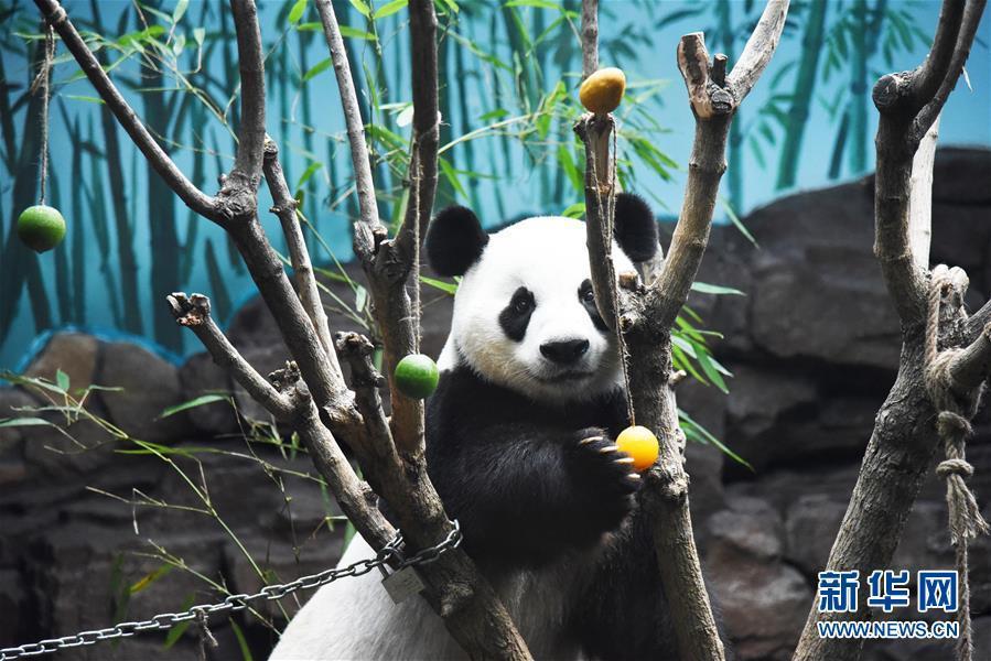 济南高温潮湿大熊猫吹空调吃冰镇水果清凉一夏
