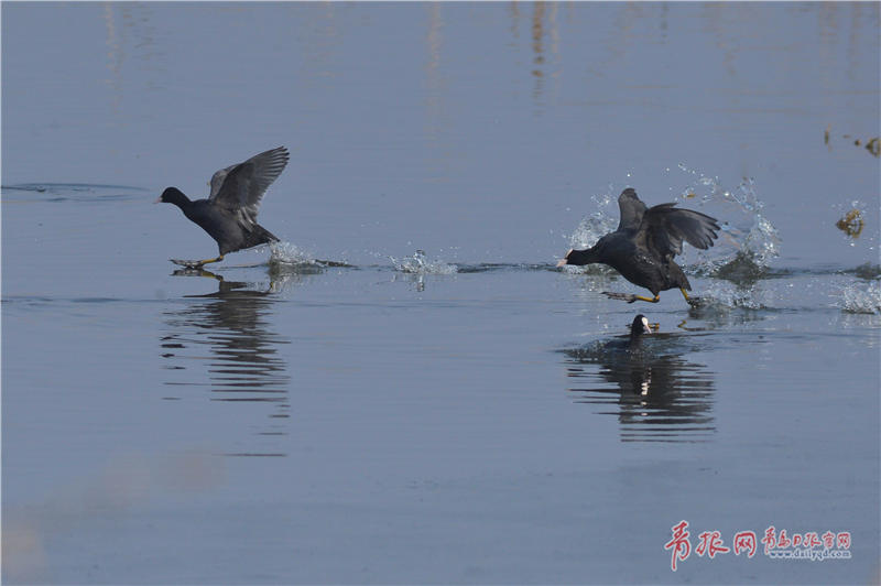 1月19日,两只骨顶鸡在城阳入海口湿地嬉戏追逐.