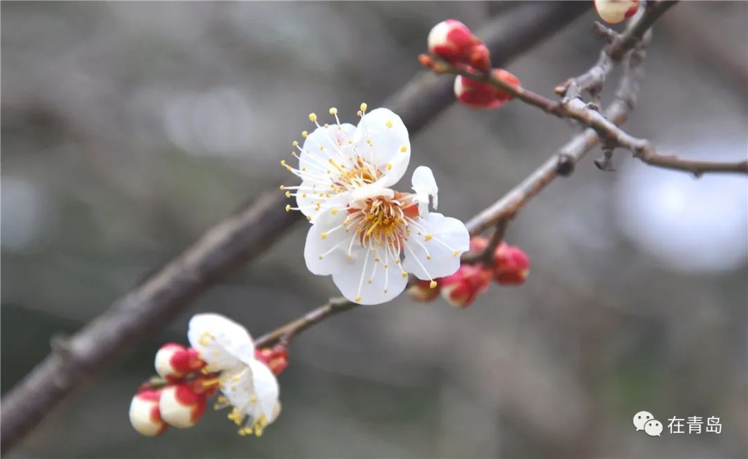 中山公园梅花开了 入园流程,开放时间现在是这样