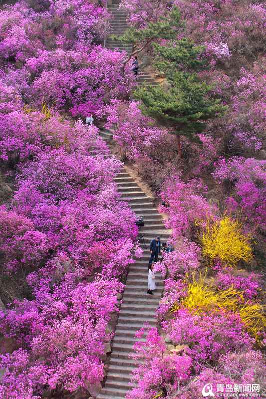 组图:满目粉红!大珠山杜鹃花本周迎来盛花期