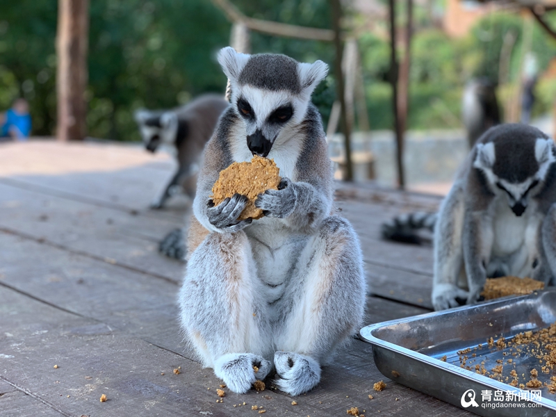 什么是动物的生活习性 7d49e1f3-09db-4952-b0e4-79a4d6da5664.jpg