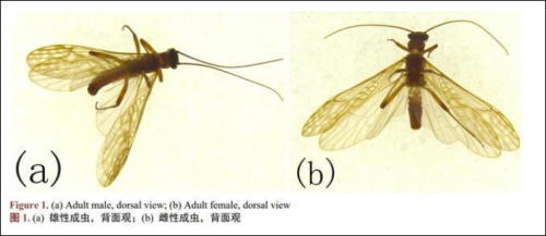 |新物种以胡歌、古天乐命名！网友：虫子都变帅了