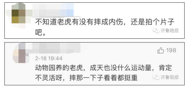 |游客“钓老虎”致其重摔 动物园：游客自己带的鸡