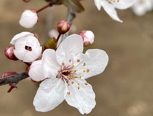 青岛进入赏花季 樱花,紫叶李傻傻分不清?