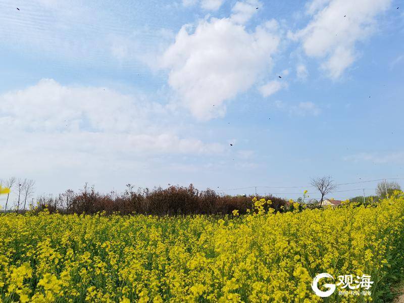 何须去婺源！青岛“家门口”的油菜花开了，就在平度文王山