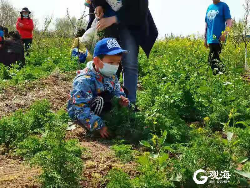 何须去婺源！青岛“家门口”的油菜花开了，就在平度文王山