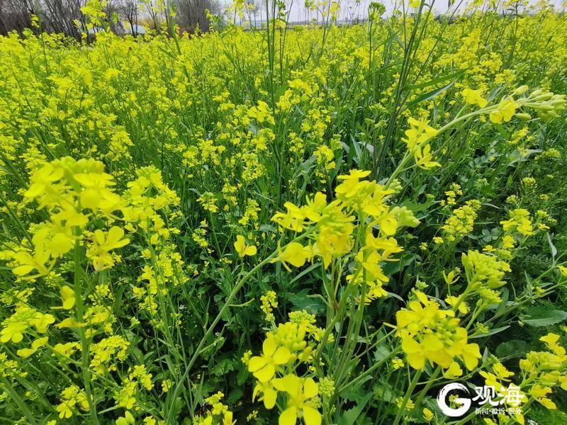 何须去婺源！青岛“家门口”的油菜花开了，就在平度文王山