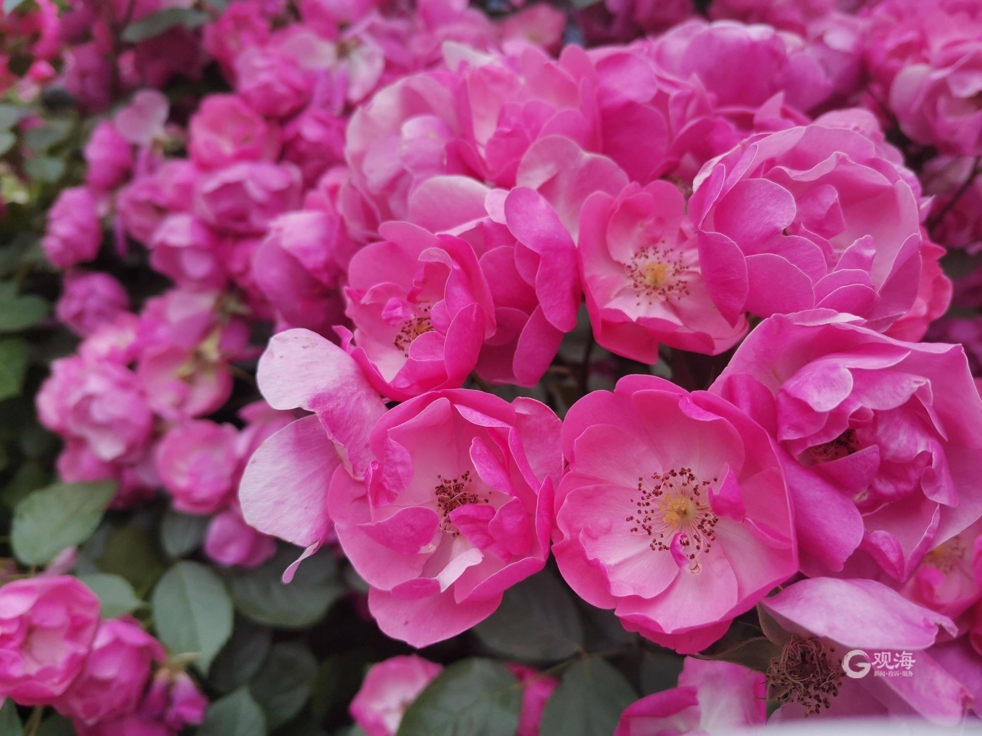 绝美打卡地+1 青岛世博园蔷薇花进入观赏佳季
