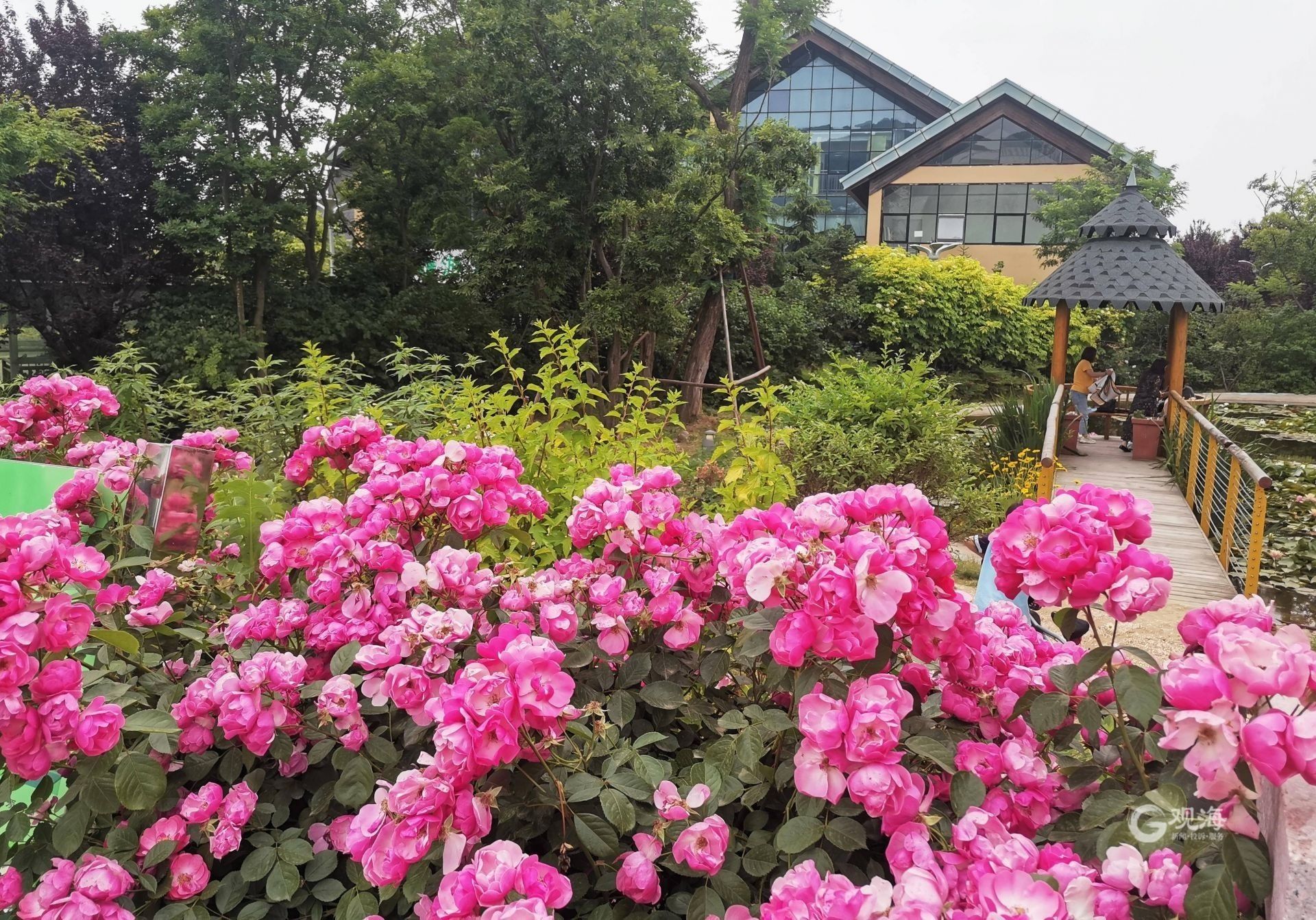 绝美打卡地+1 青岛世博园蔷薇花进入观赏佳季