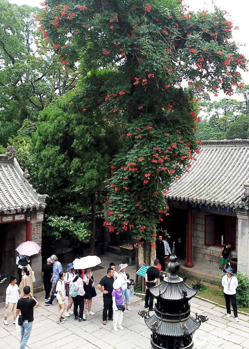 花开正艳！崂山太清宫现“侧柏凌霄”美景