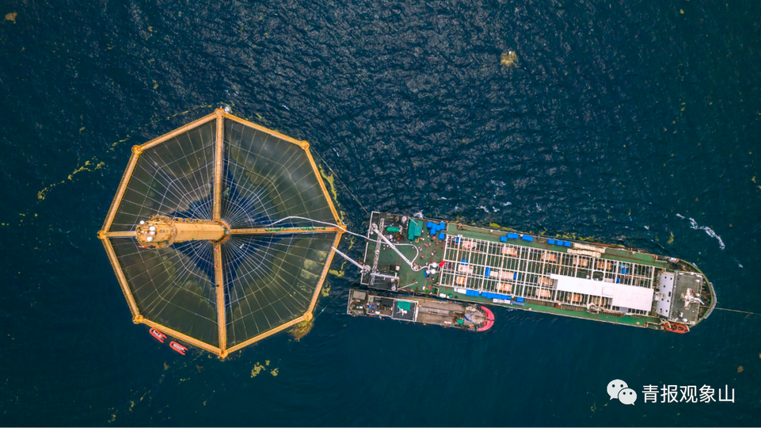 16处晋升“国家级”,九分天下有其一!青岛在海里建了个“大粮仓”