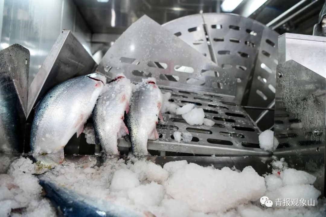 16处晋升“国家级”,九分天下有其一!青岛在海里建了个“大粮仓”