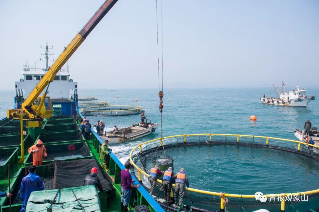 16处晋升“国家级”,九分天下有其一!青岛在海里建了个“大粮仓”