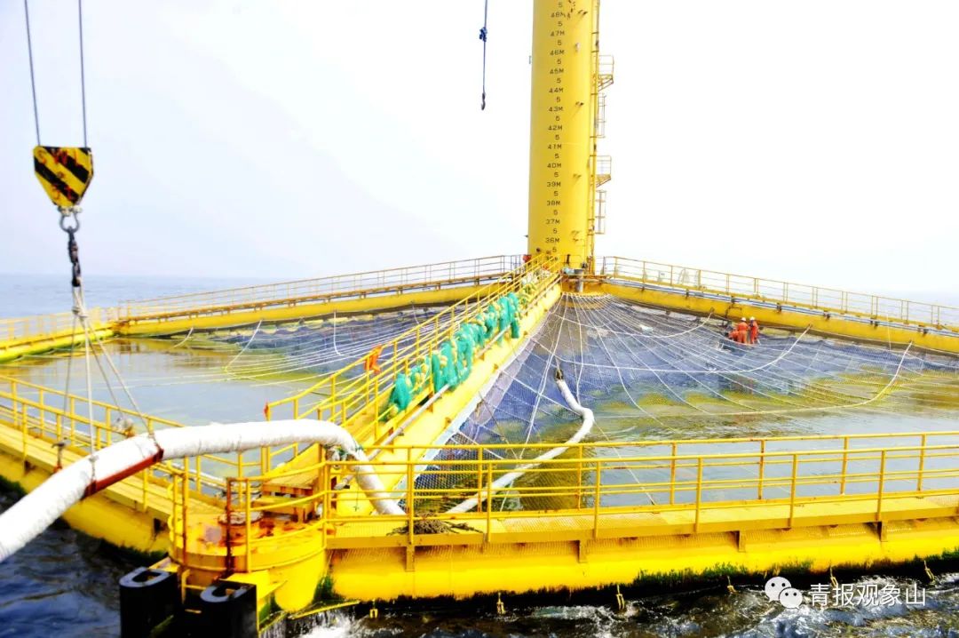 16处晋升“国家级”,九分天下有其一!青岛在海里建了个“大粮仓”