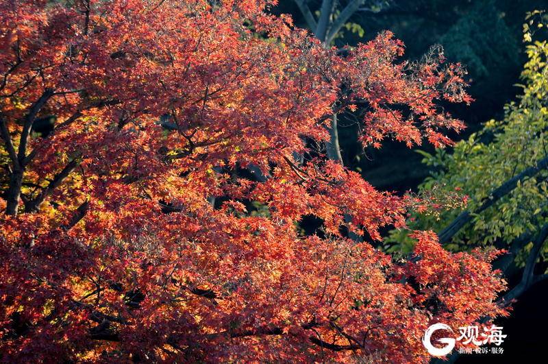 赏红叶不必远走 青岛中山公园这片红等你打卡