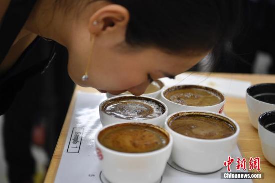资料图：云南是中国咖啡最大的产区，占中国咖啡产量的95%以上。<a target='_blank' href='/'>中新社</a>记者刘冉阳摄
