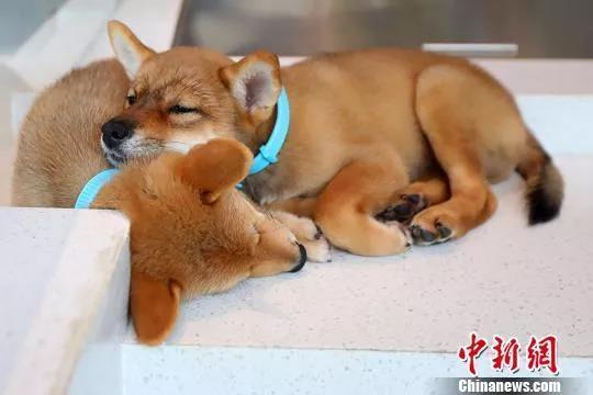 资料图：柴犬在呼呼大睡。 <a target='_blank' href='/' >中新网</a>记者泱波摄