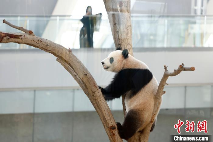 大熊猫“四海”特别喜欢爬树。　<a target='_blank' href='/'>中新社</a>记者富田摄
