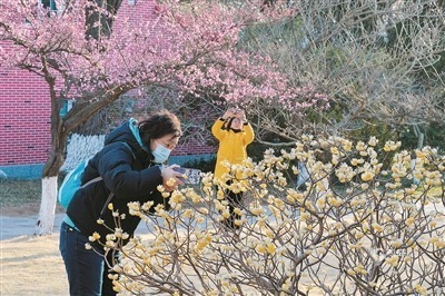 暗香满城，花季青岛入佳境