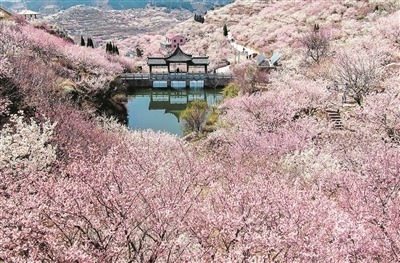 暗香满城，花季青岛入佳境