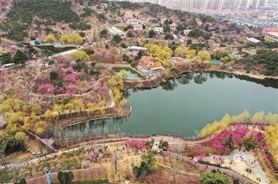 暗香满城，花季青岛入佳境