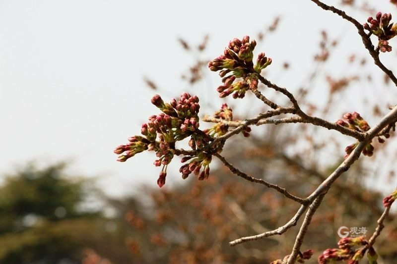 含苞吐萼！青岛中山公园樱花本周将进入初绽期