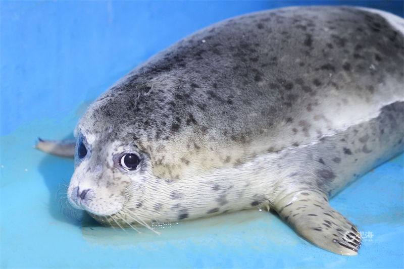 青岛极地海洋公园迎来两只新生斑海豹