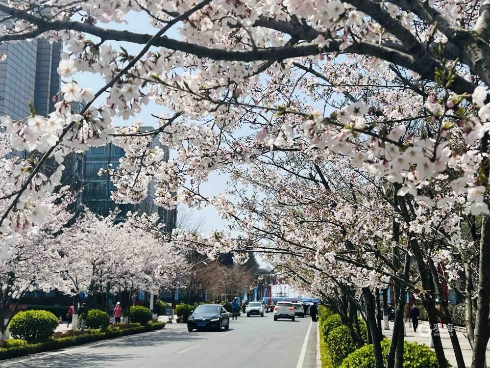 青岛这处热门景点竟藏着一条“樱花大道”