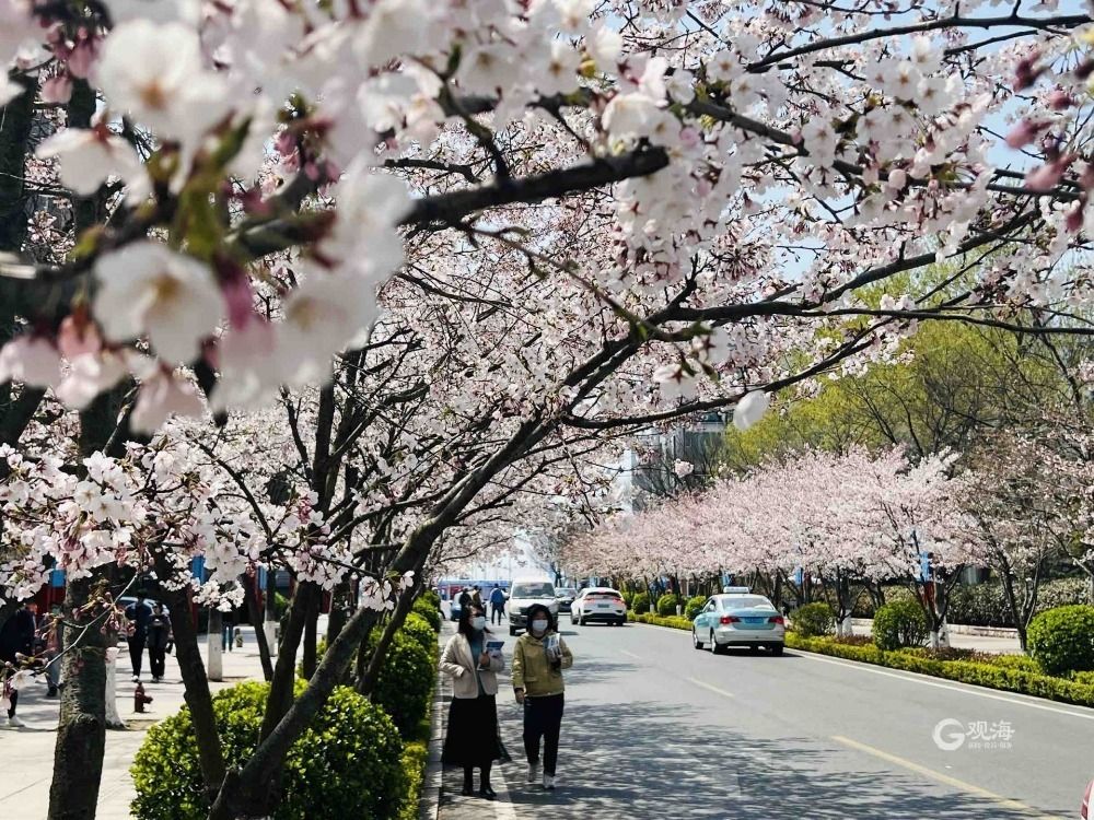 青岛这处热门景点竟藏着一条“樱花大道”