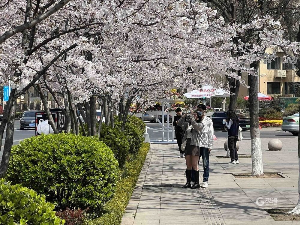 青岛这处热门景点竟藏着一条“樱花大道”