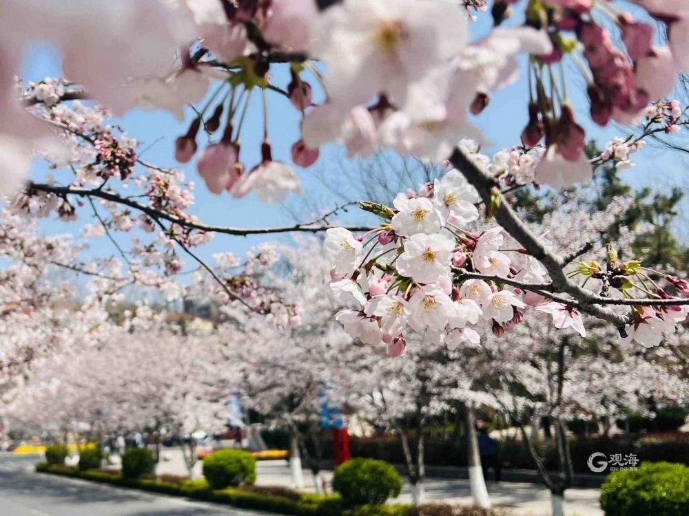 青岛这处热门景点竟藏着一条“樱花大道”