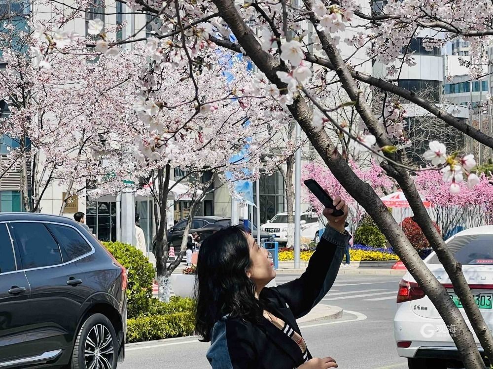 青岛这处热门景点竟藏着一条“樱花大道”