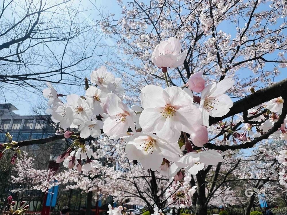 青岛这处热门景点竟藏着一条“樱花大道”