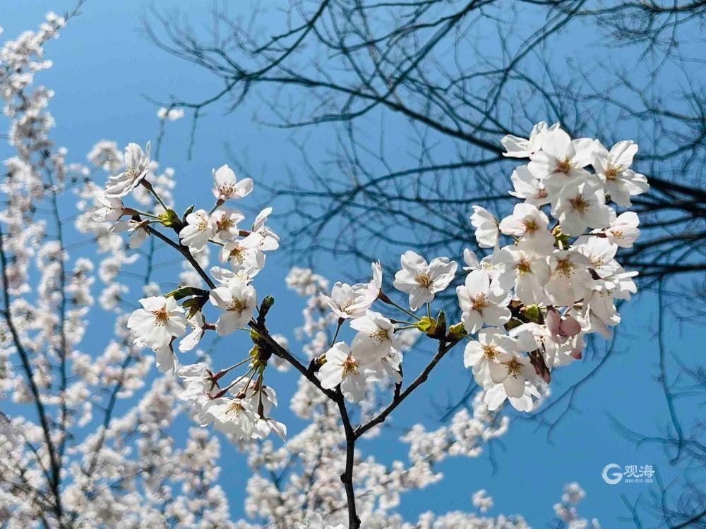 青岛这处热门景点竟藏着一条“樱花大道”