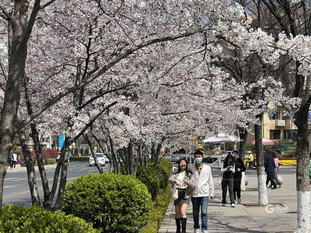 青岛这处热门景点竟藏着一条“樱花大道”