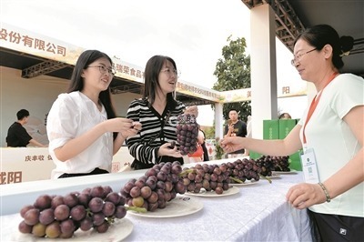 欢庆丰收，致敬耕耘！青岛开展丰富多彩的中国农民丰收节庆祝活动