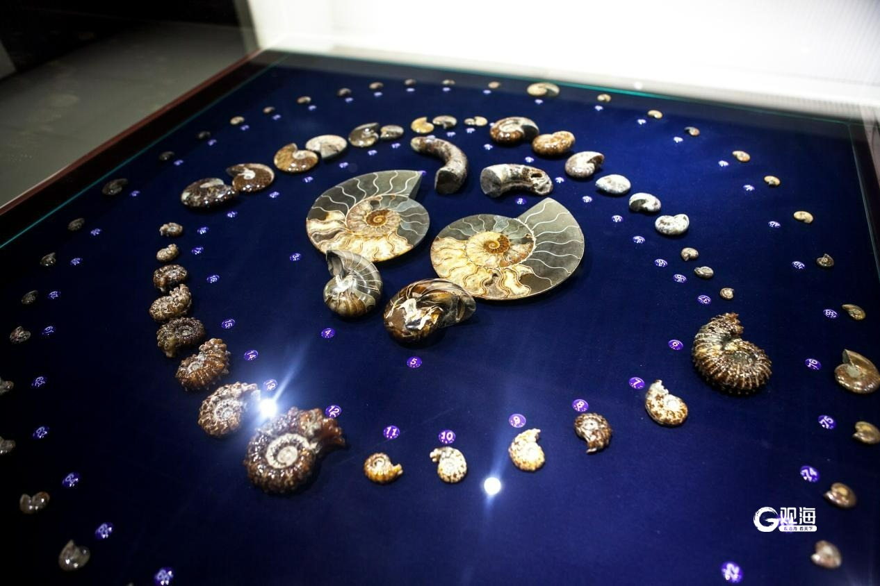 青岛贝壳博物馆新馆年底对外开放，总藏量将达世界之最