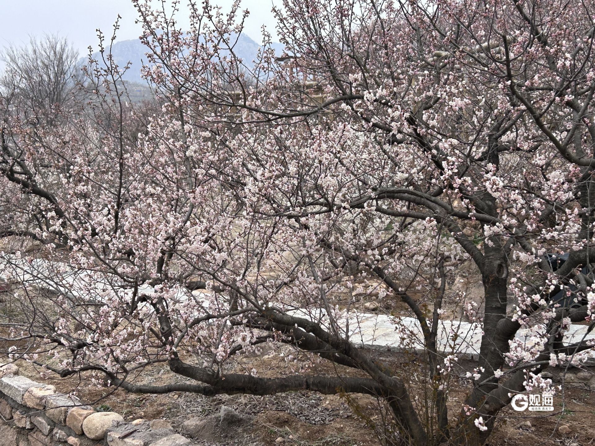 第二届青岛樱桃花节本周五启动！精彩抢先看