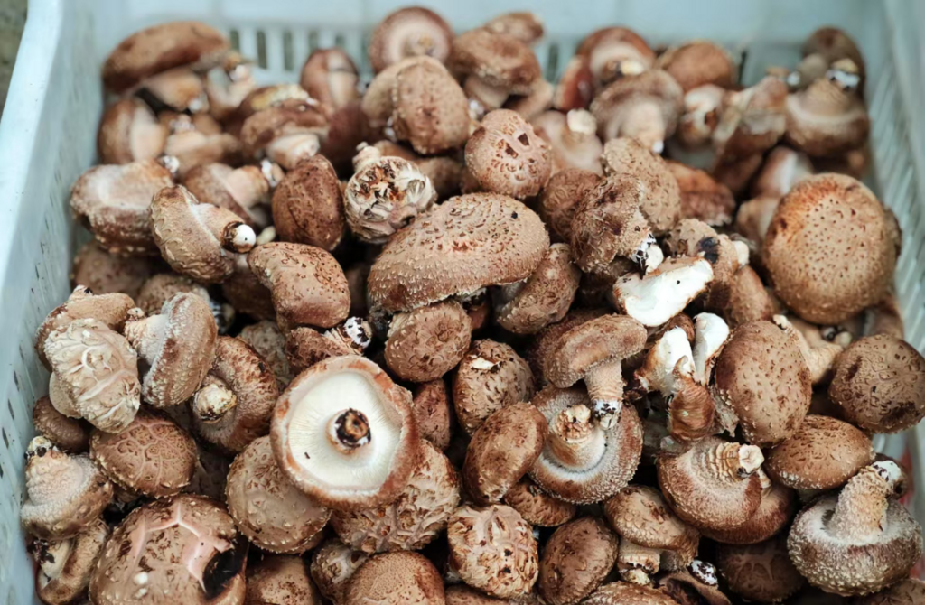 袁国菊采摘的香菇。第1眼TV-华龙网汤莉摄