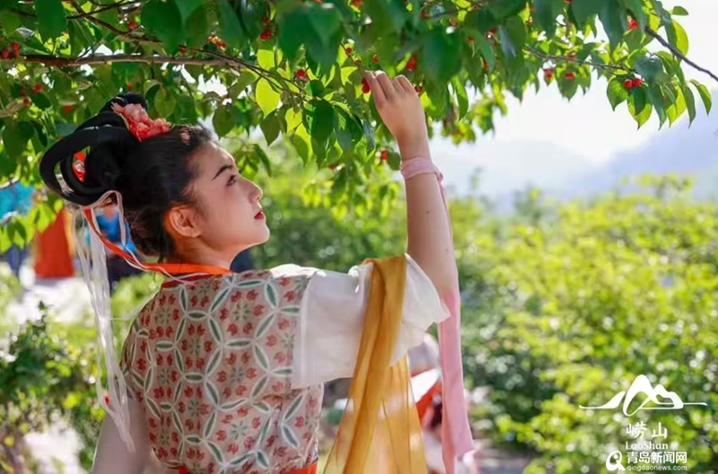一抹樱桃红 映山海！崂山小樱桃串起乡村大经济