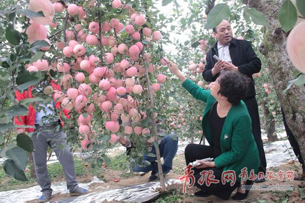 厉害了！青岛一棵老苹果树结了211个苹果