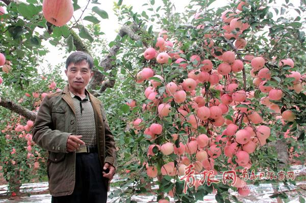 厉害了！青岛一棵老苹果树结了211个苹果