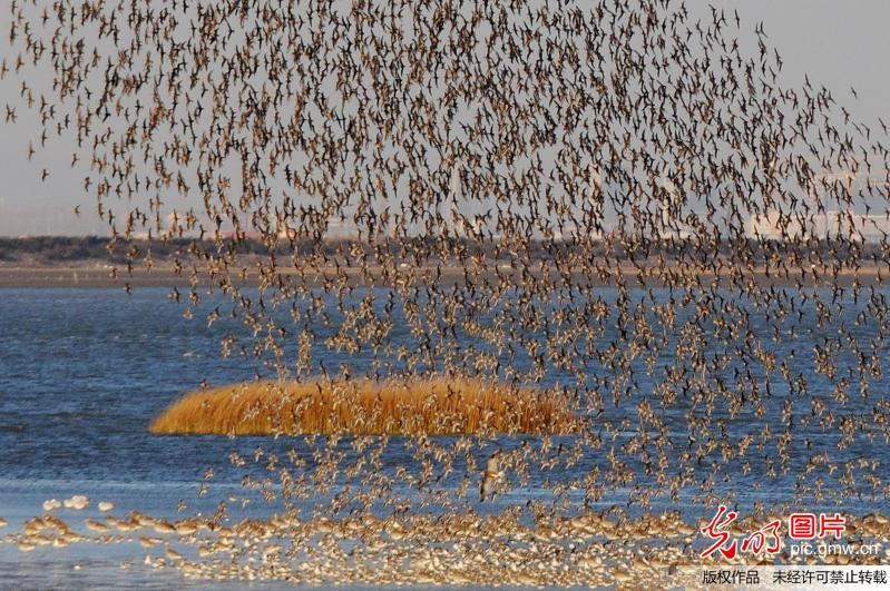 青岛胶州湾候鸟成群 鹬鸟练飞场面壮观