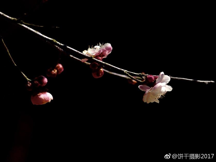 青岛渐觉春色好 中山公园已开启赏花模式
