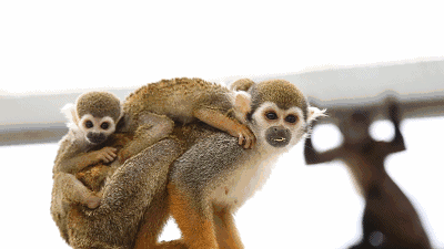青岛动物园猴宝宝遭弃养 另一母猴甘愿当奶妈