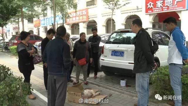 凌先生的爱犬阿虎是一只10个月大的斗牛犬。前晚，他带着爱犬来到了位于南宁市台湾街的阿荣宠物医院，做一个切割双眼皮的小手术。