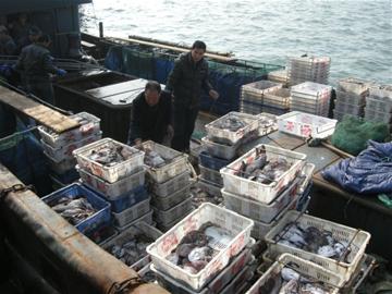 青岛海鲜市场迎消费旺季 节日价格涨了两成多